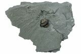 Wide Enrolled Flexicalymene Trilobite - Indiana #289996-1